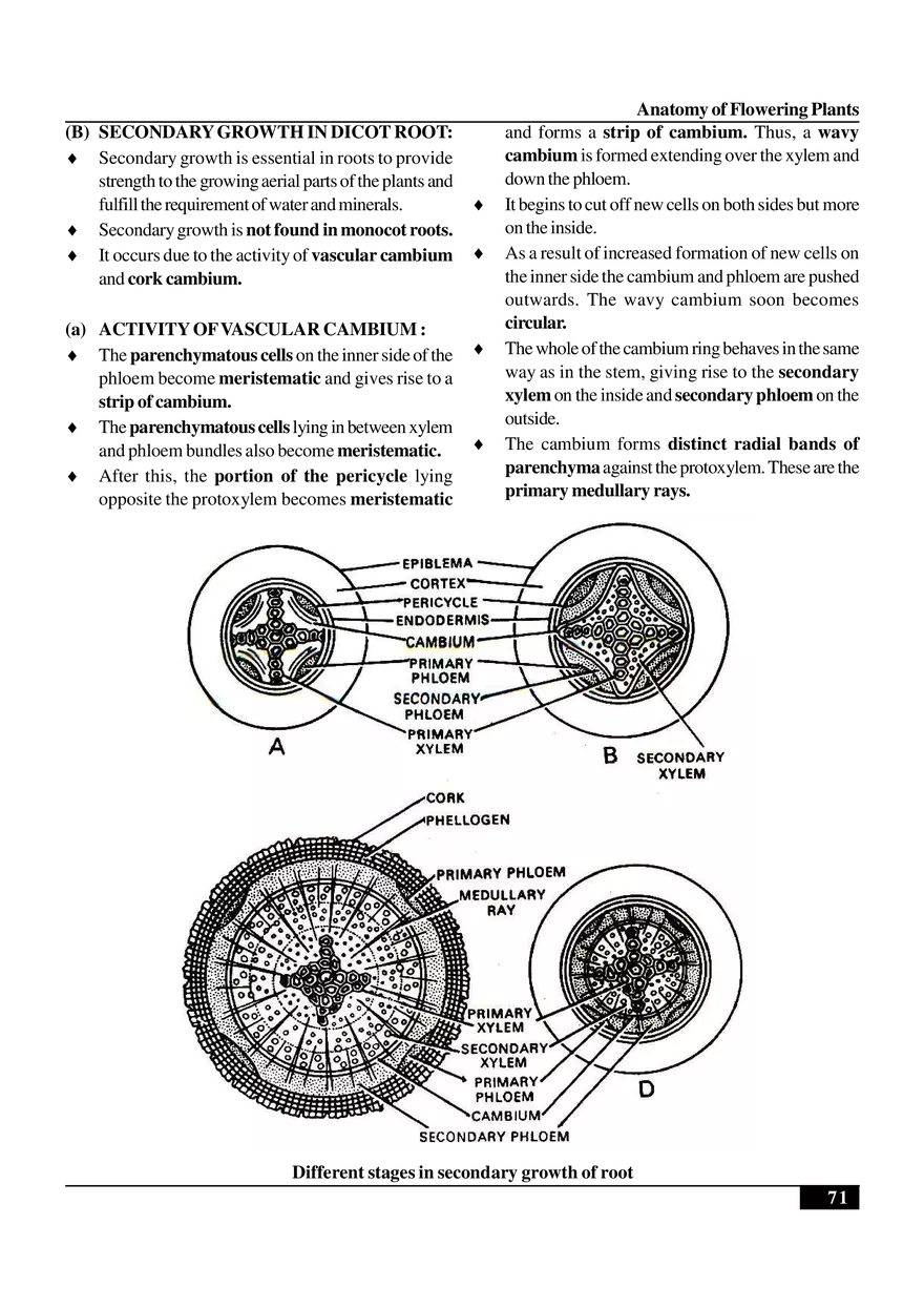 Anatomy of Flowering Plants - Page 21