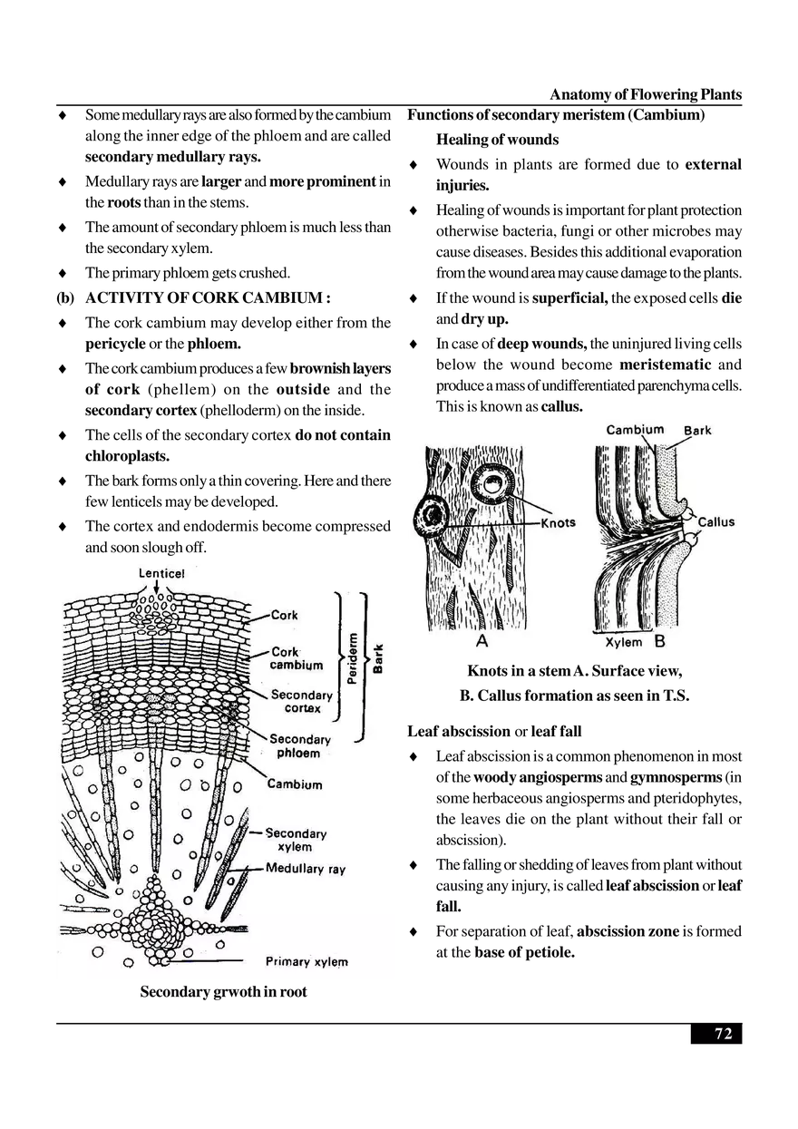 Anatomy of Flowering Plants - Page 22