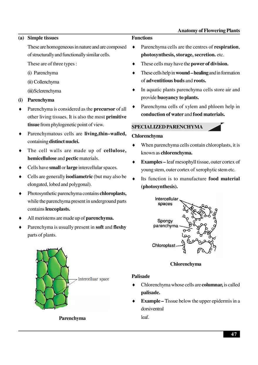 Anatomy of Flowering Plants - Page 23