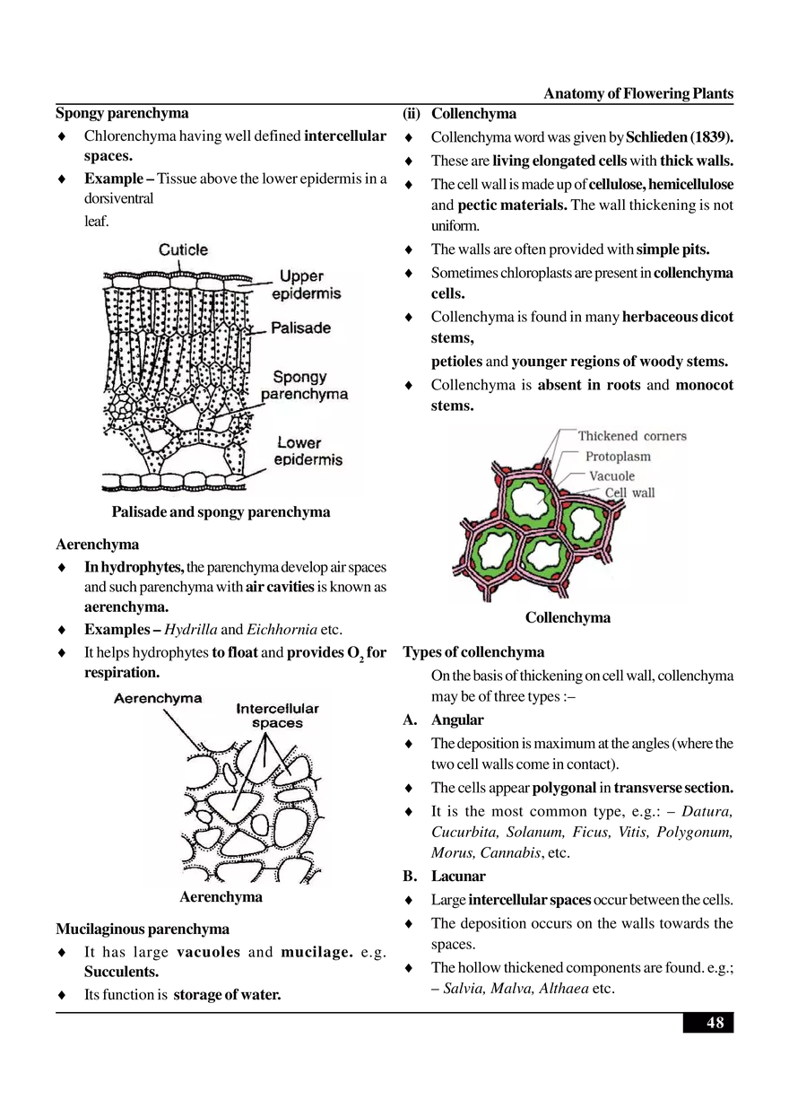 Anatomy of Flowering Plants - Page 24