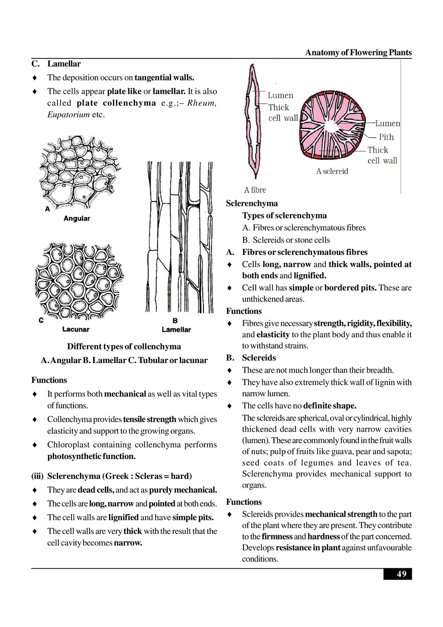 Anatomy of Flowering Plants - Page 25
