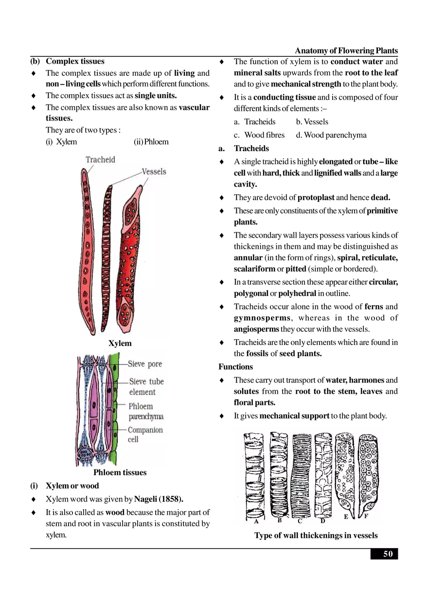 Anatomy of Flowering Plants - Page 26