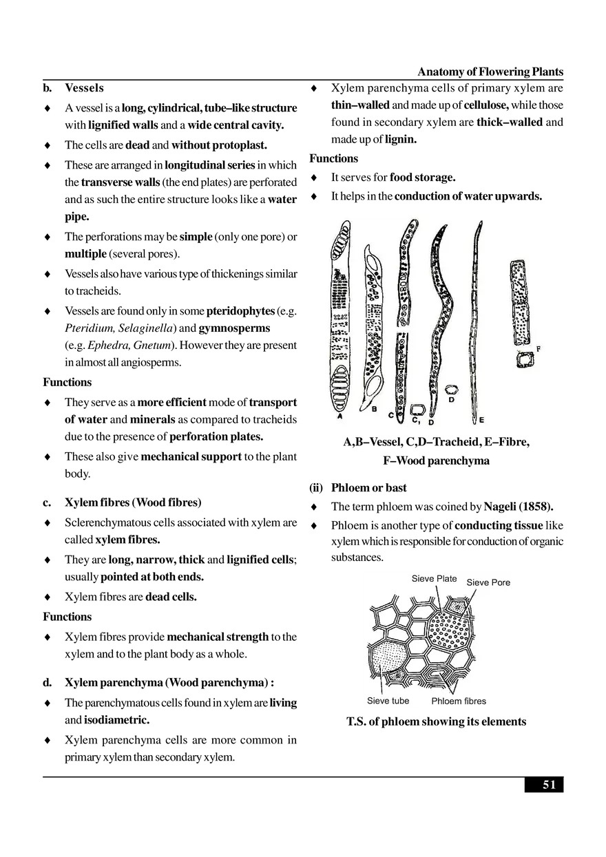 Anatomy of Flowering Plants - Page 27