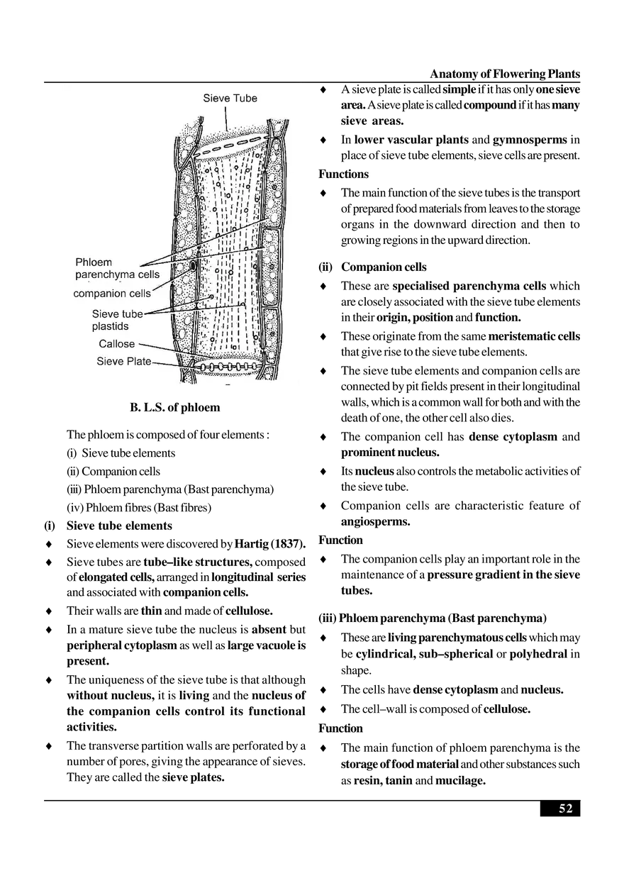 Anatomy of Flowering Plants - Page 28