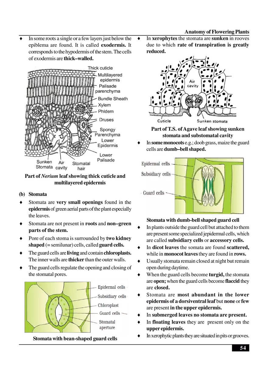 Anatomy of Flowering Plants - Page 3