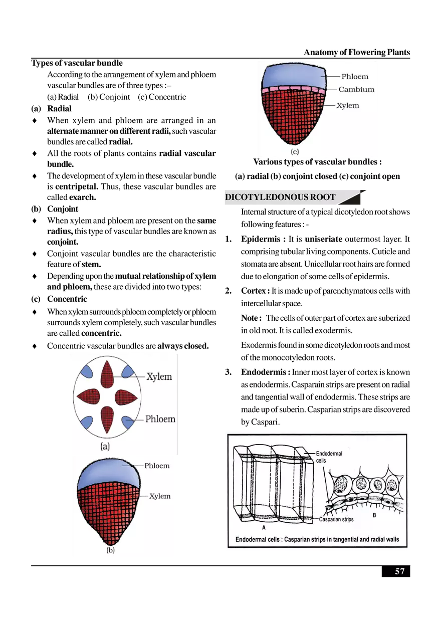 Anatomy of Flowering Plants - Page 6
