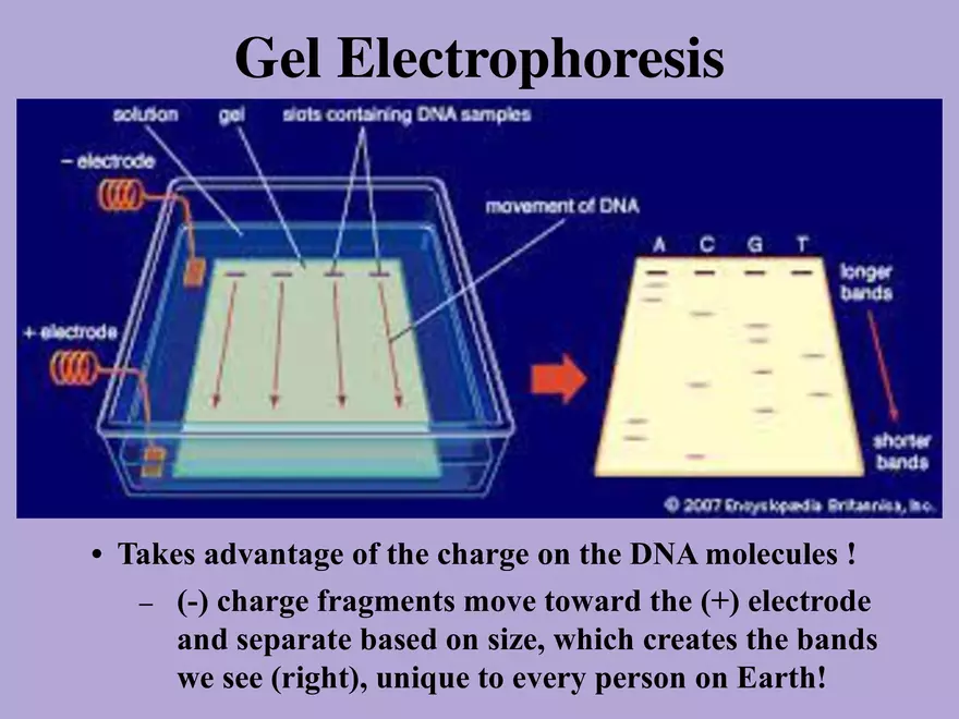 DNA Technology - Page 9