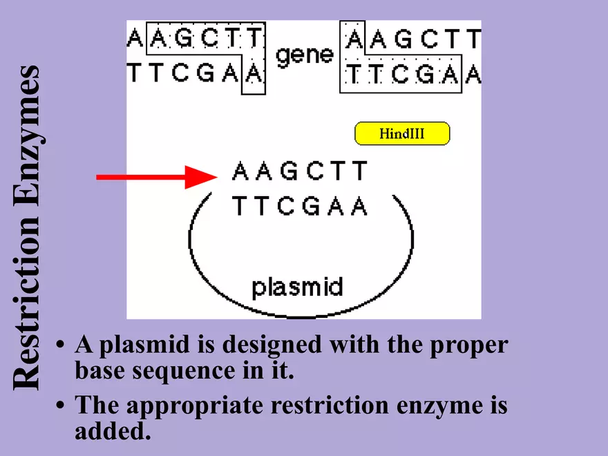 DNA Technology - Page 3