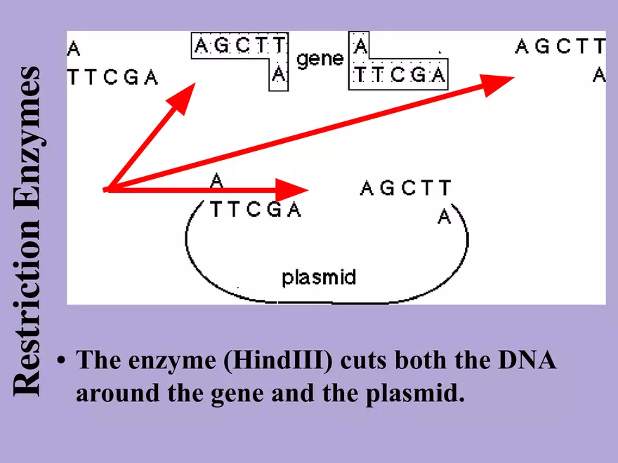 DNA Technology - Page 4