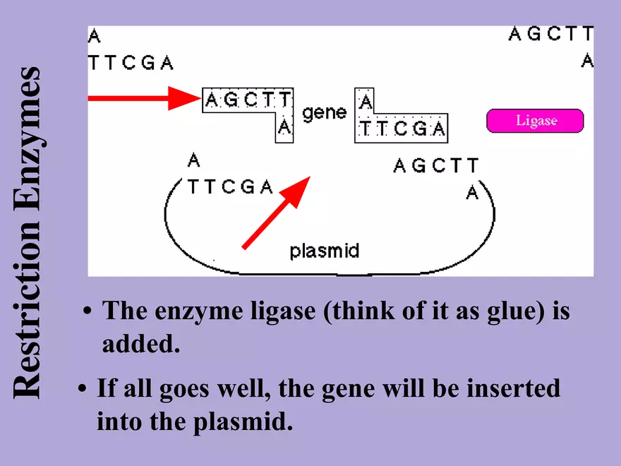 DNA Technology - Page 5