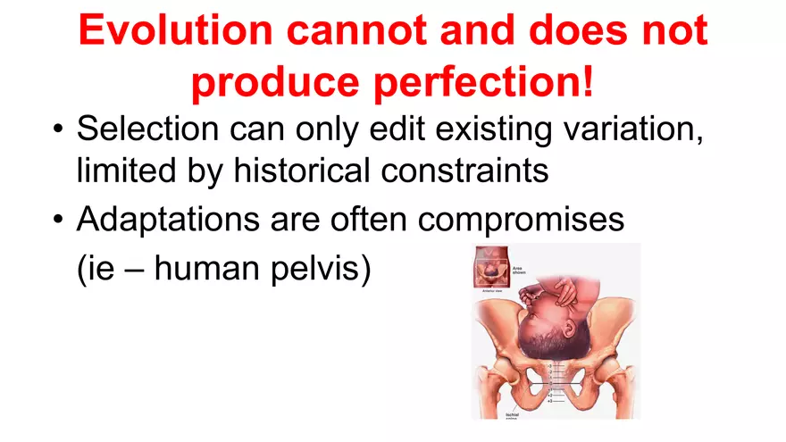 Lecture 5 - Mechanisms of Evolution - Page 7