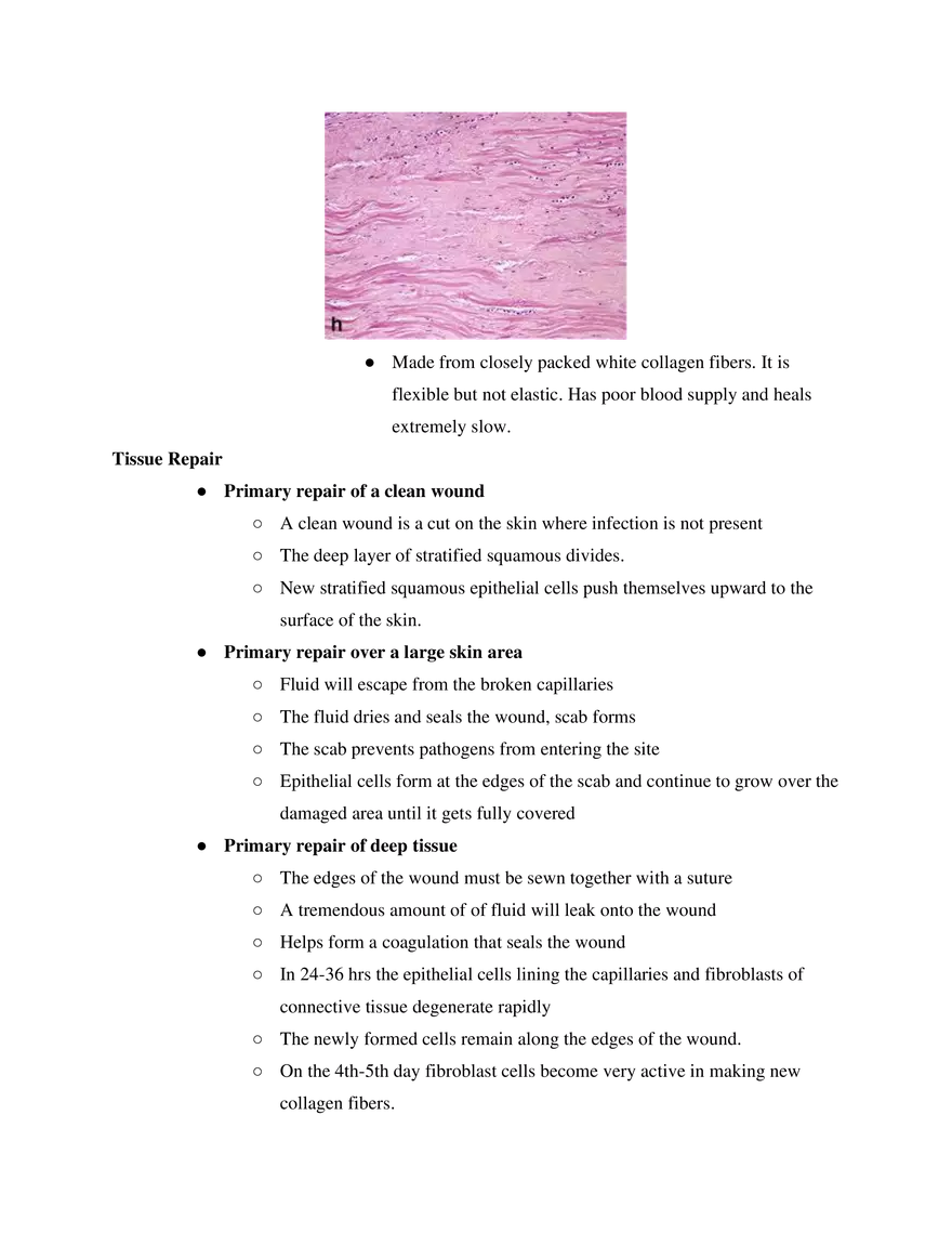 Tissues and Membranes Course Study Guide - Page 3