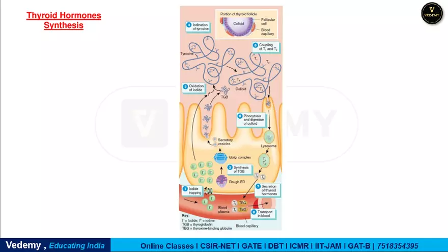 Endocrinology - 2 Content - Page 7