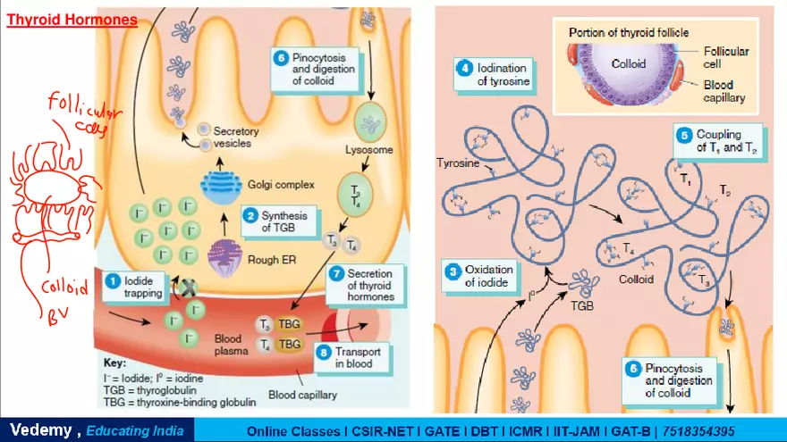 Endocrinology - 2 Content - Page 8
