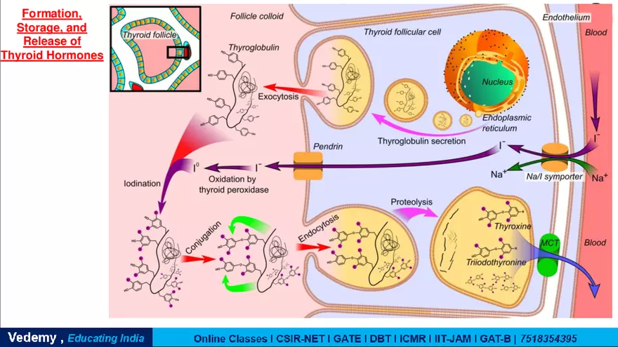 Endocrinology - 2 Content - Page 11