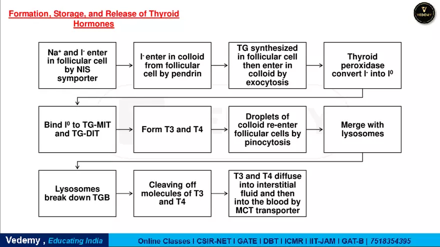 Endocrinology - 2 Content - Page 12
