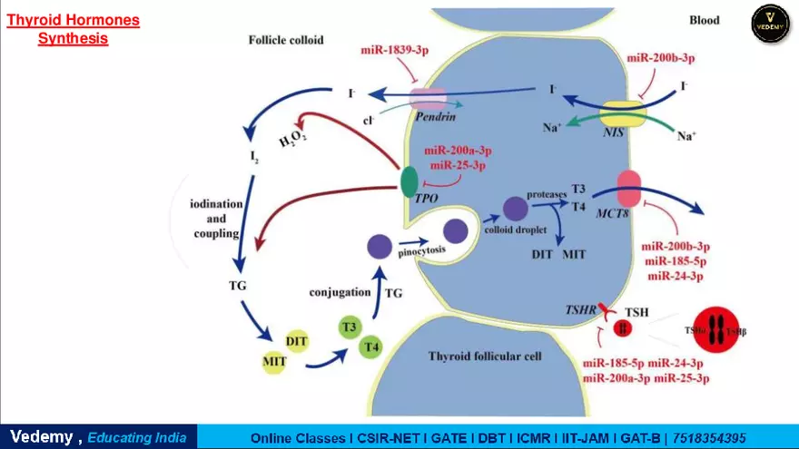 Endocrinology - 2 Content - Page 14