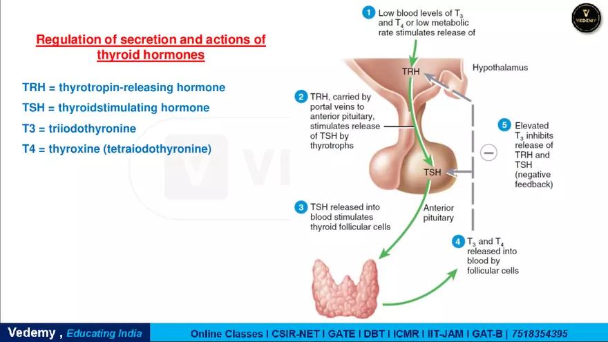 Endocrinology - 2 Content - Page 17