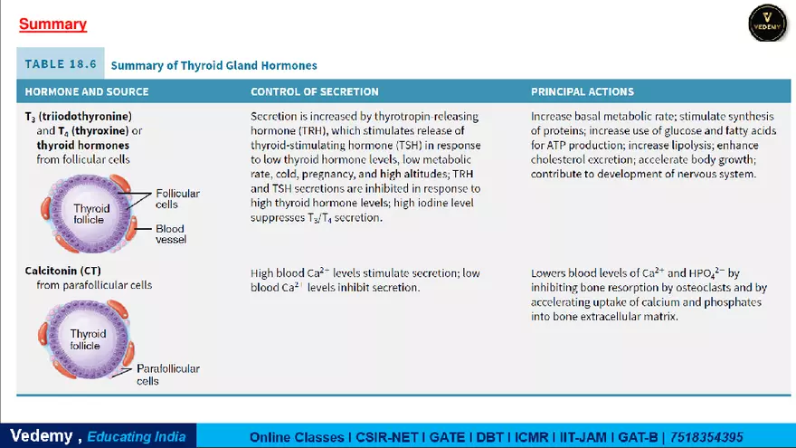 Endocrinology - 2 Content - Page 20