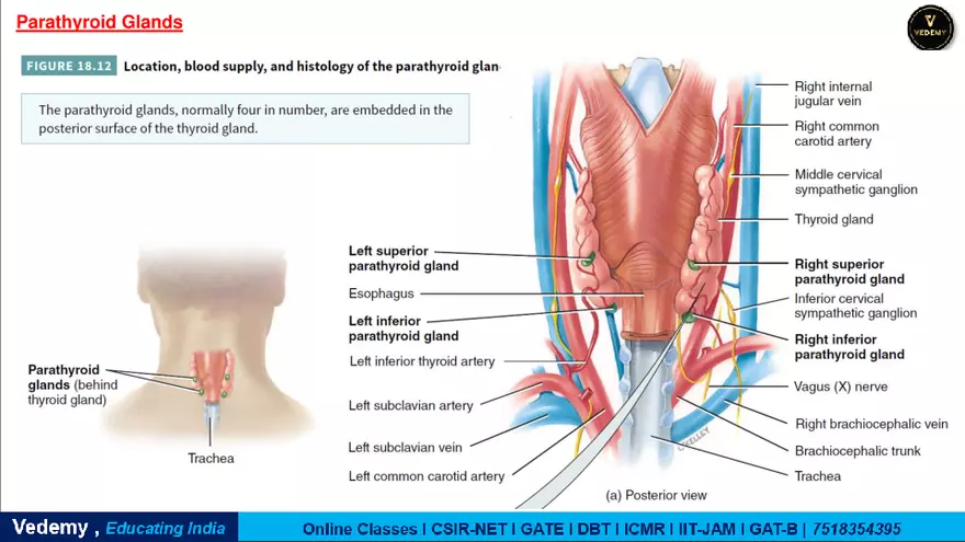 Endocrinology - 2 Content - Page 22