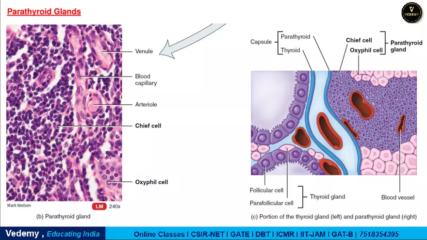 Endocrinology - 2 Content - Page 23