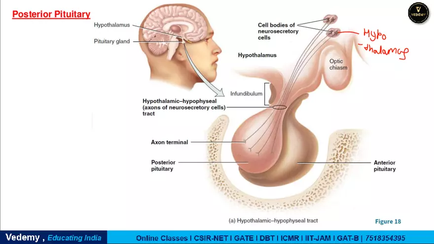 Endocrinology - 2 Content - Page 24
