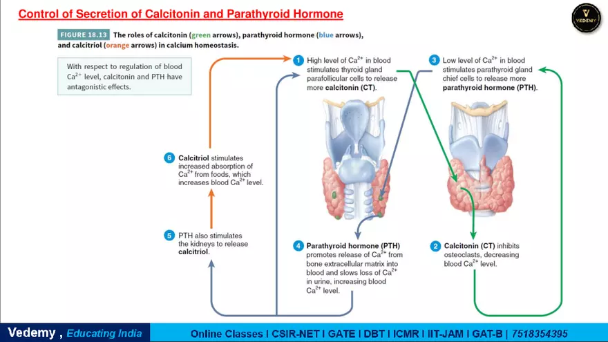 Endocrinology - 2 Content - Page 26