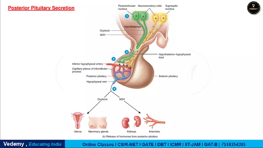 Endocrinology - 2 Content - Page 35