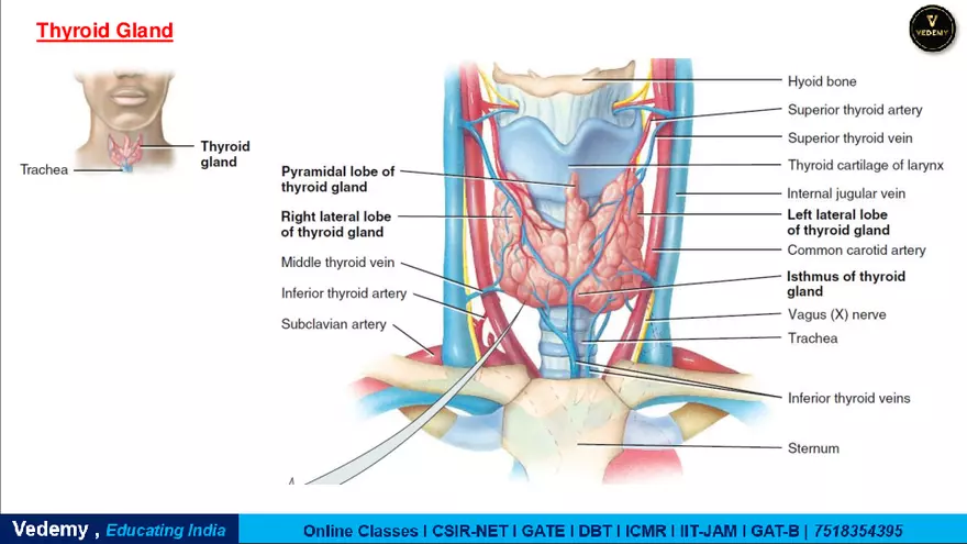 Endocrinology - 2 Content - Page 5