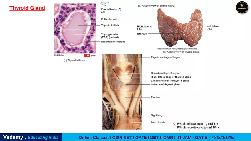 Endocrinology - 2 Content - Page 6