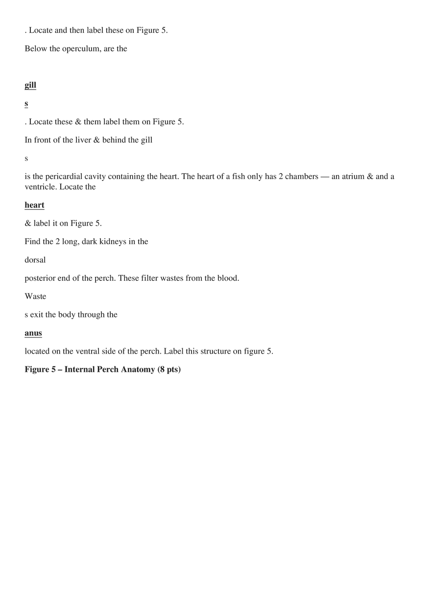 Perch Dissection - Page 7