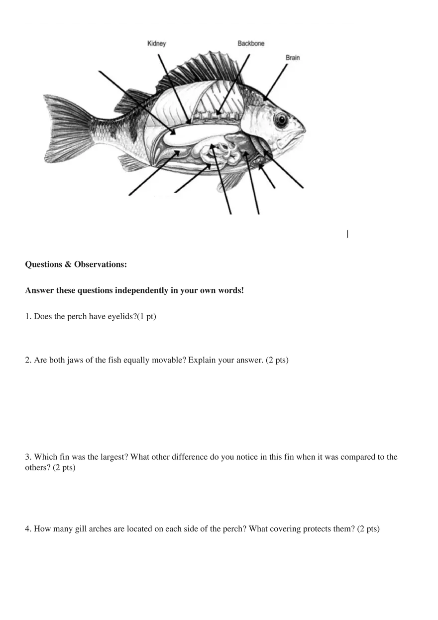 Perch Dissection - Page 8