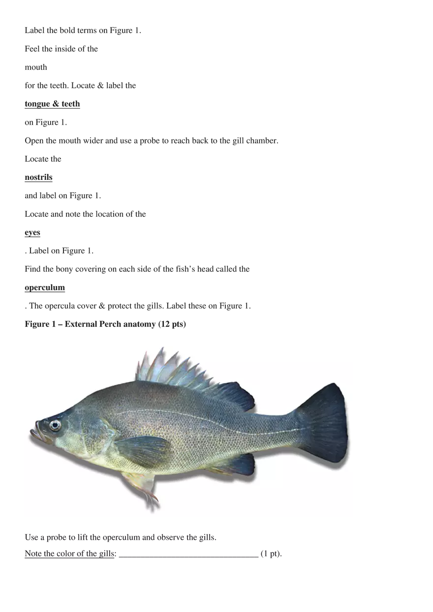 Perch Dissection - Page 2