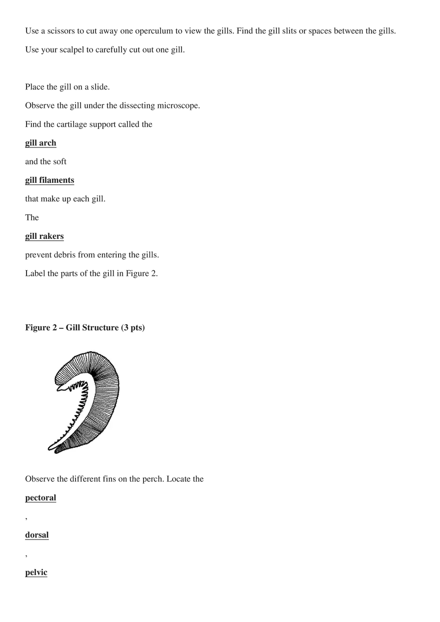 Perch Dissection - Page 3