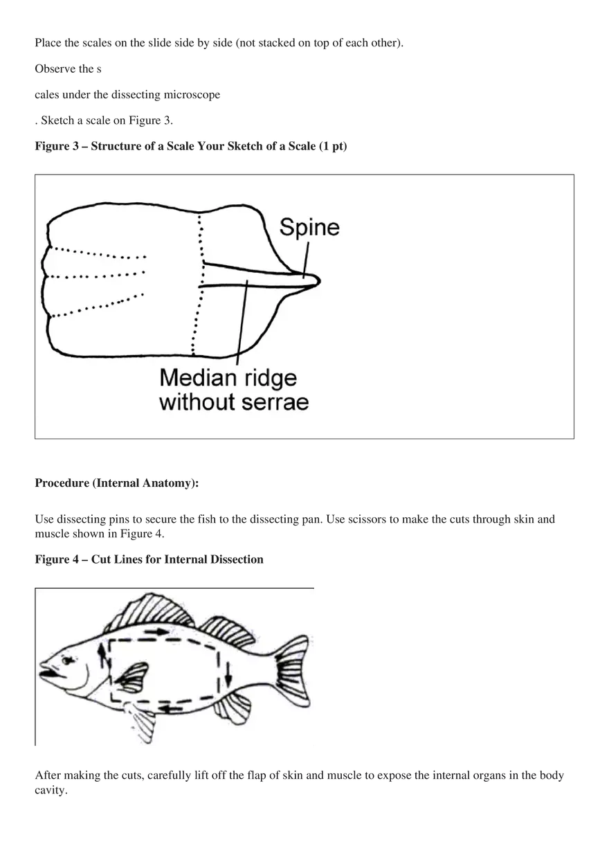 Perch Dissection - Page 5