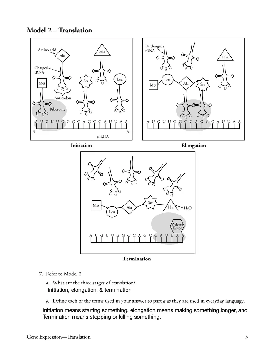 Gene Expression - Translation - Page 3