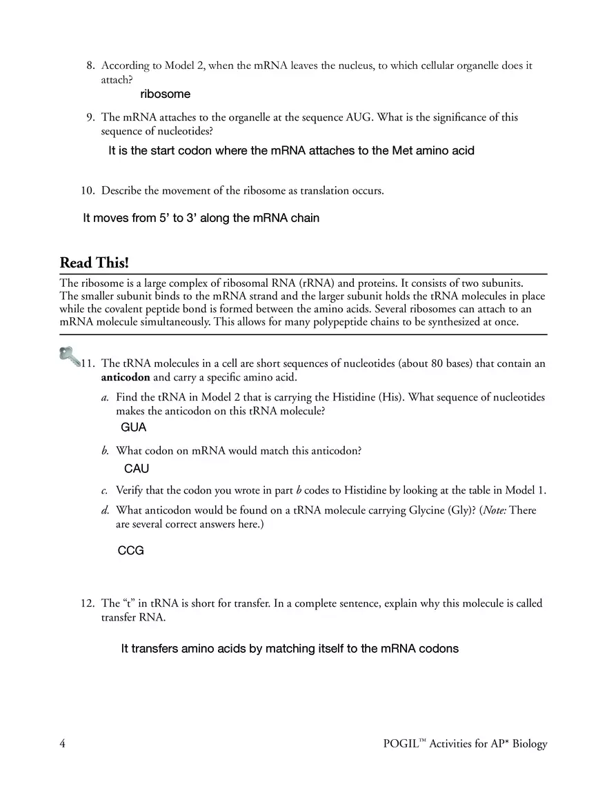 Gene Expression - Translation - Page 4