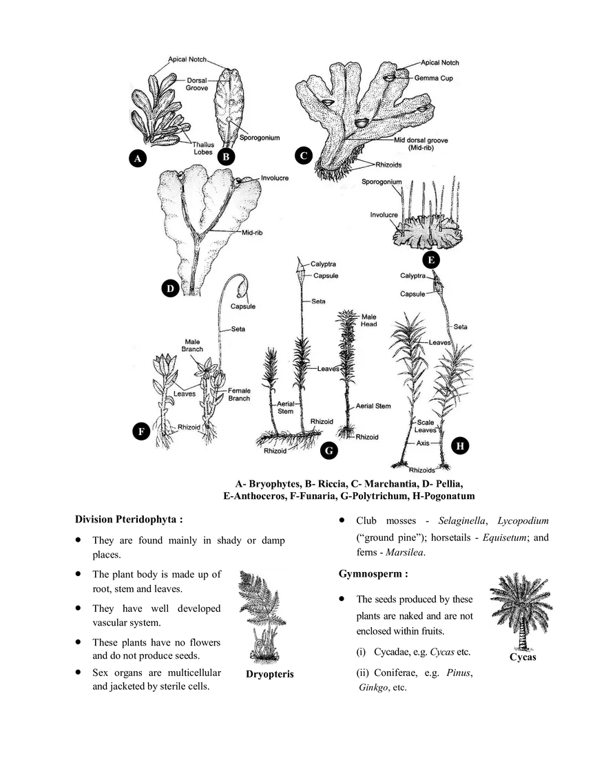 Chemistry in Everyday Life - Page 11