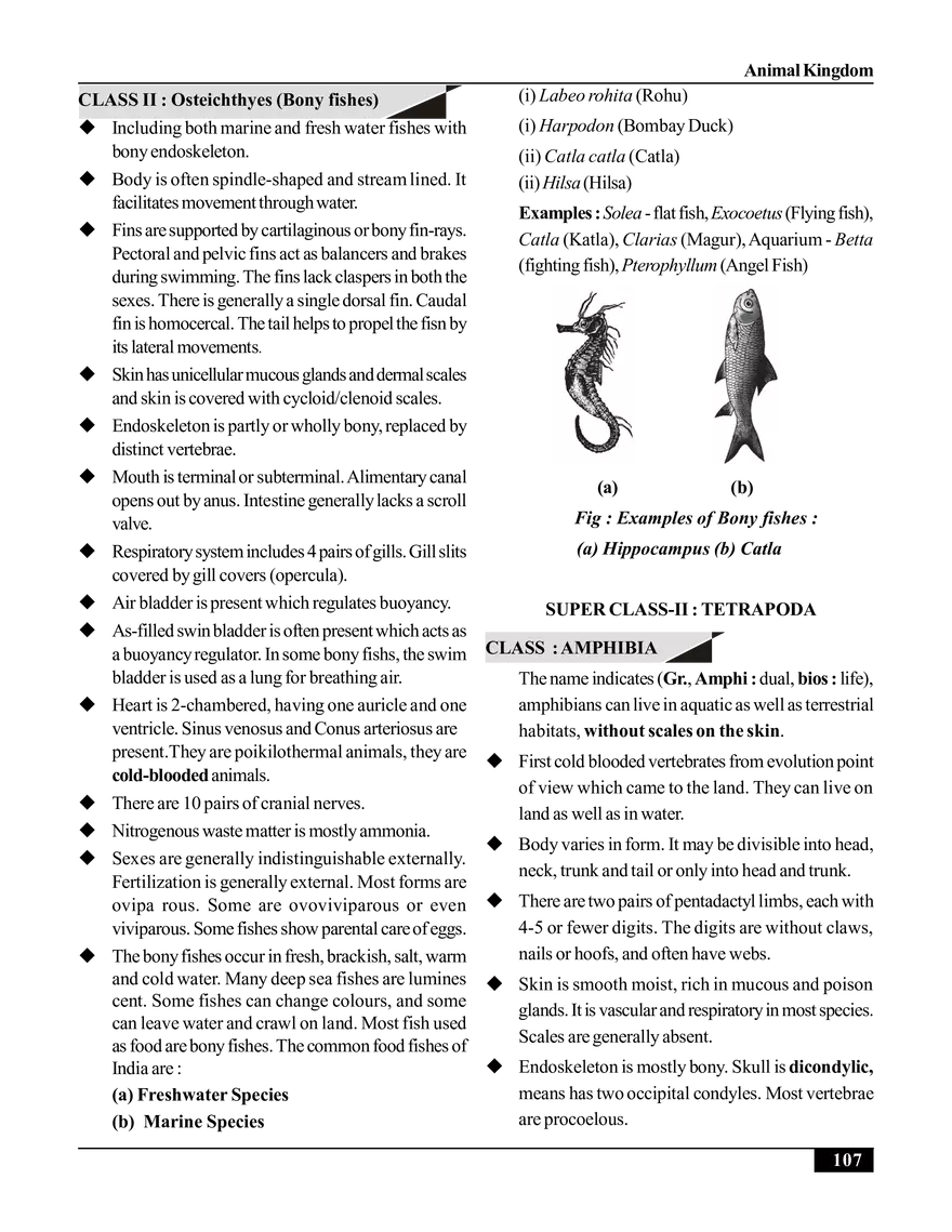 Animal Kingdom - Page 9