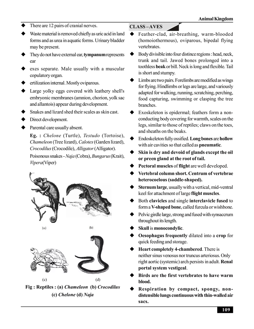 Animal Kingdom - Page 11