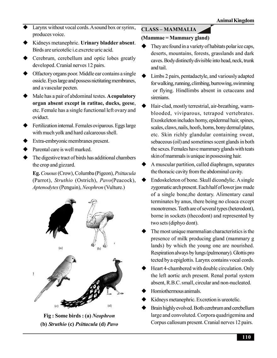 Animal Kingdom - Page 12