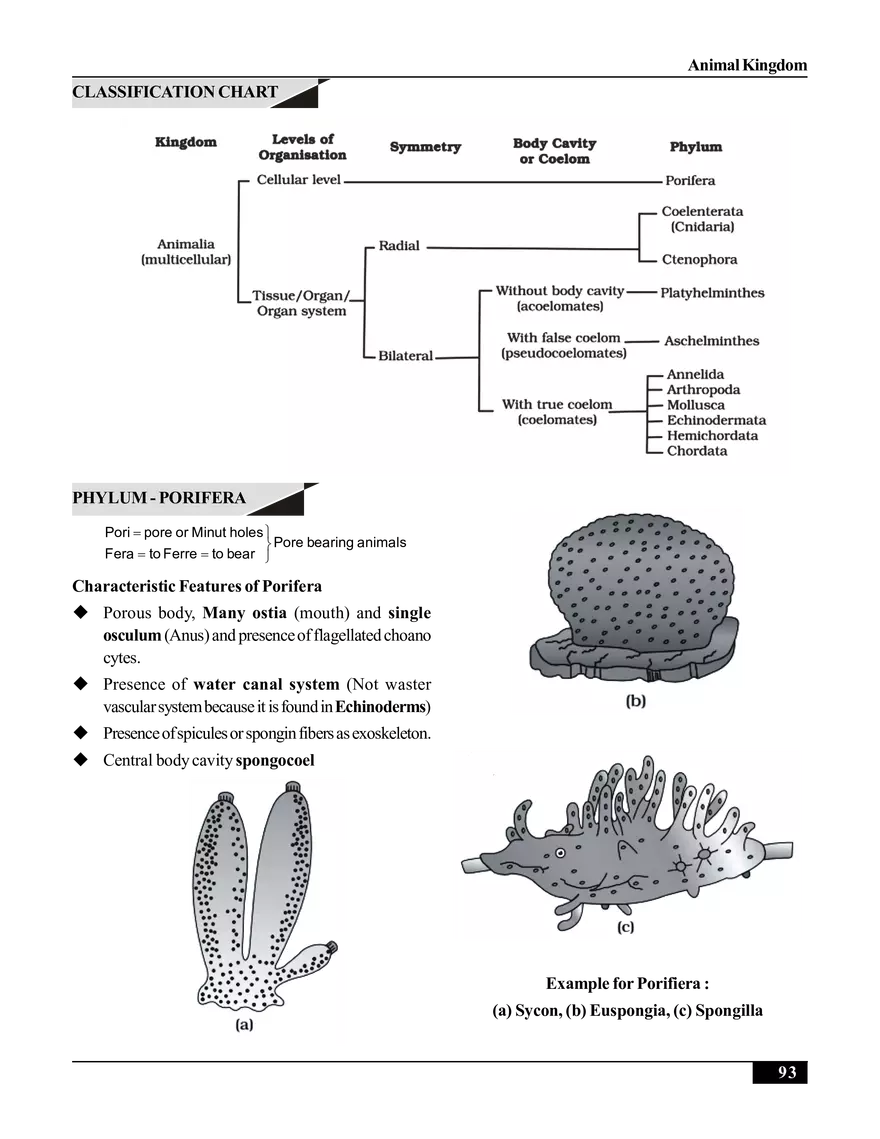 Animal Kingdom - Page 13