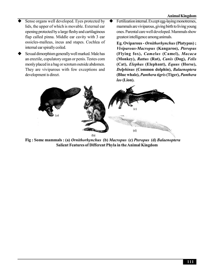 Animal Kingdom - Page 14