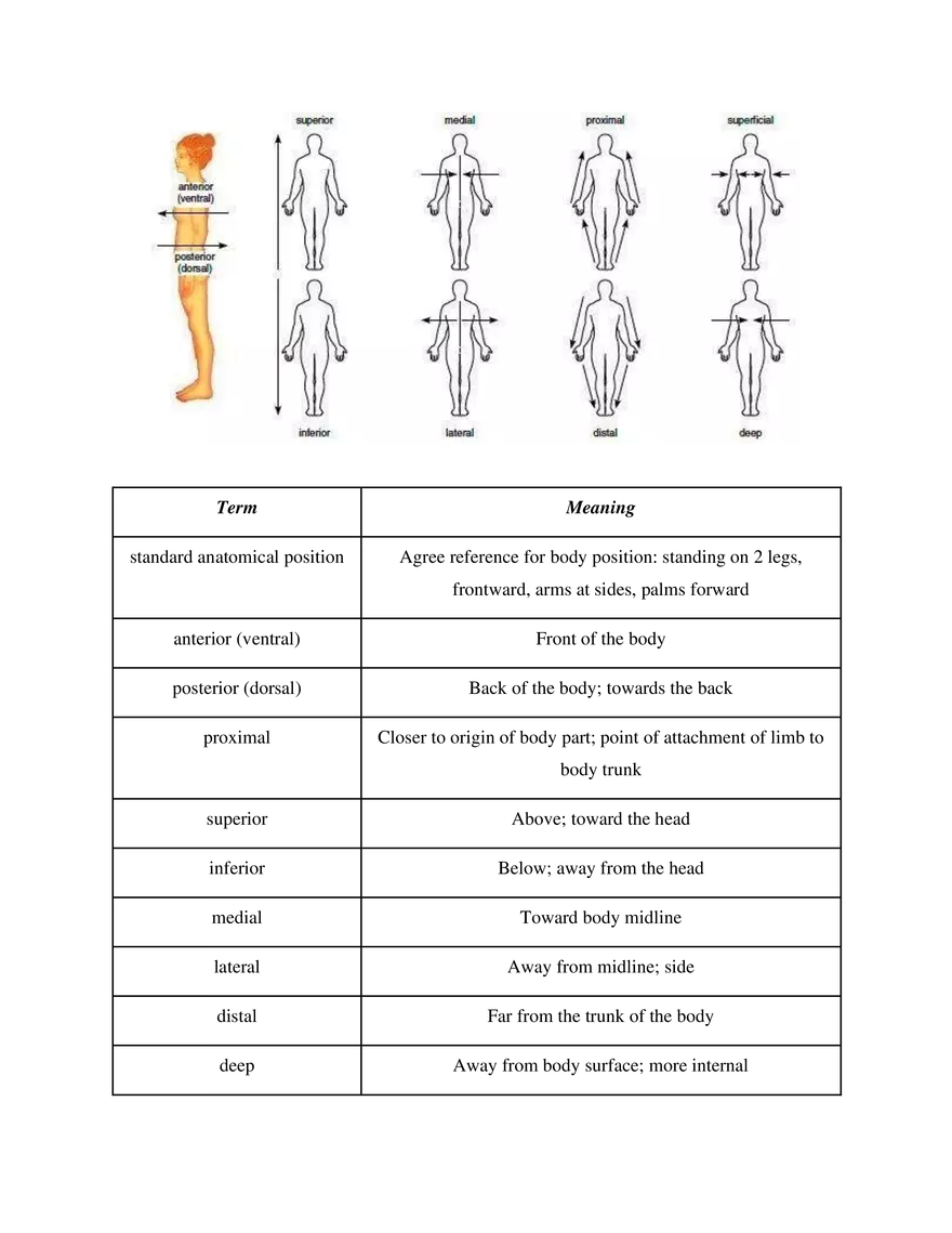 Medical Terminology Unit 1 The Basics - Page 14