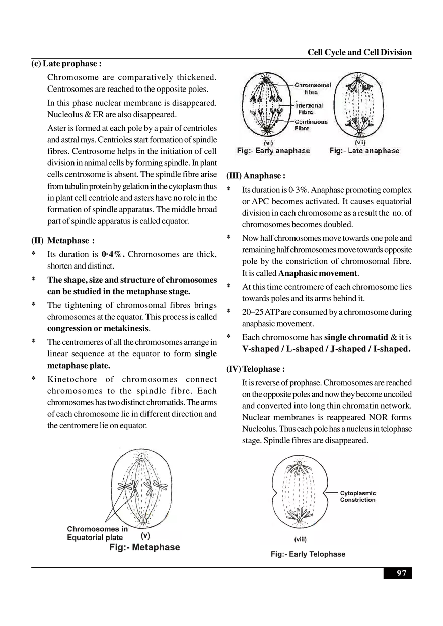 Cell Cycle and Cell Division Notes - Page 3
