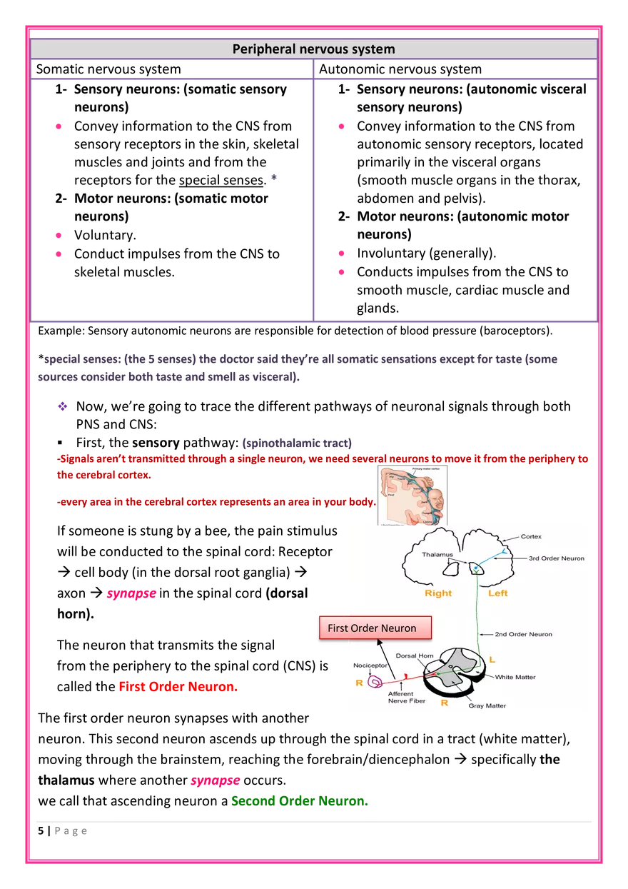 The Nervous System Anatomy - Page 7