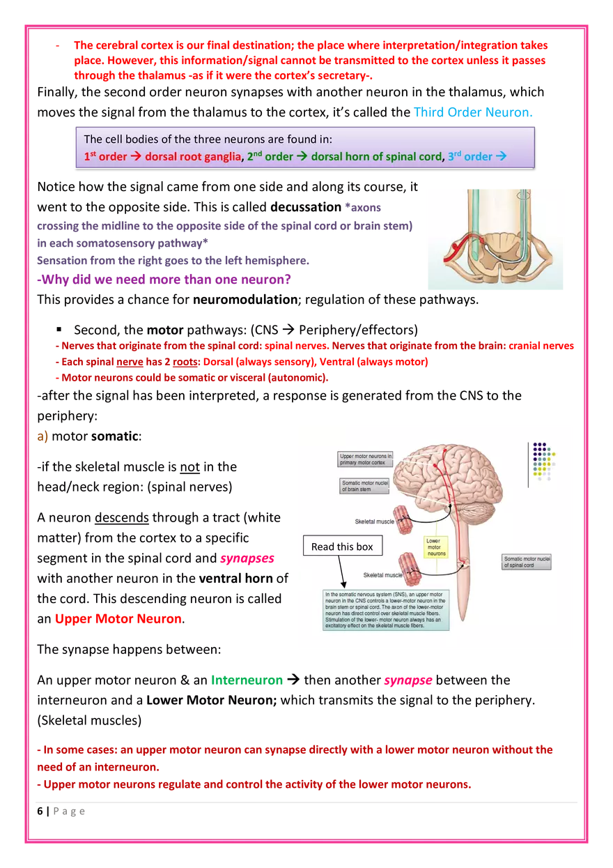 The Nervous System Anatomy - Page 8