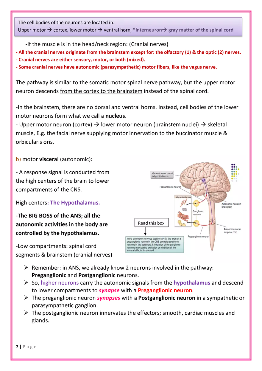 The Nervous System Anatomy - Page 9