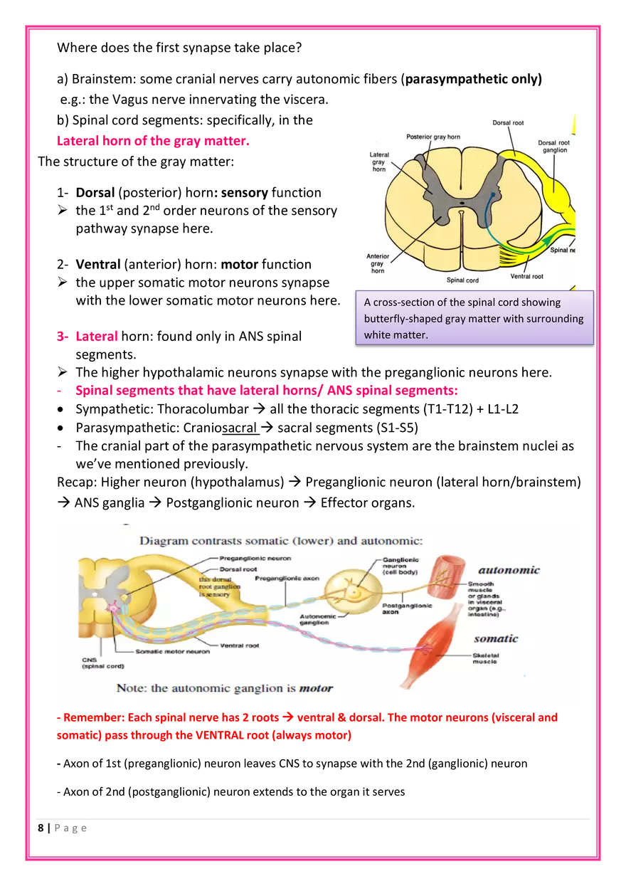 The Nervous System Anatomy - Page 10