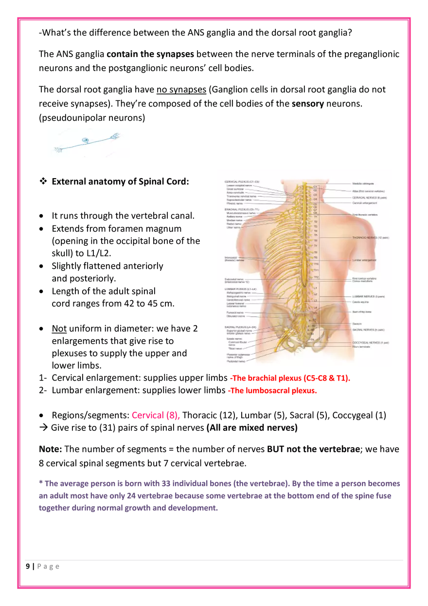 The Nervous System Anatomy - Page 11